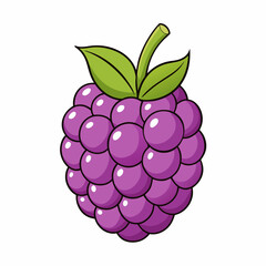 vector illustration of a raspberry