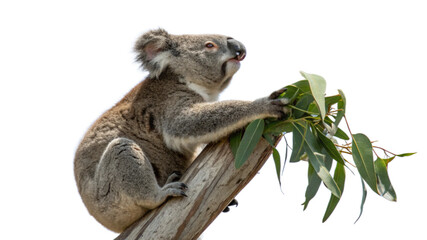 Naklejka premium A koala bear holding a eucalyptus leaf, isolated on a transparent background