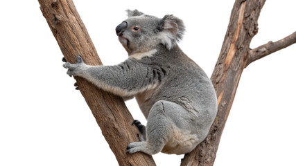 Obraz premium A koala bear climbing a tree trunk, isolated on a transparent background