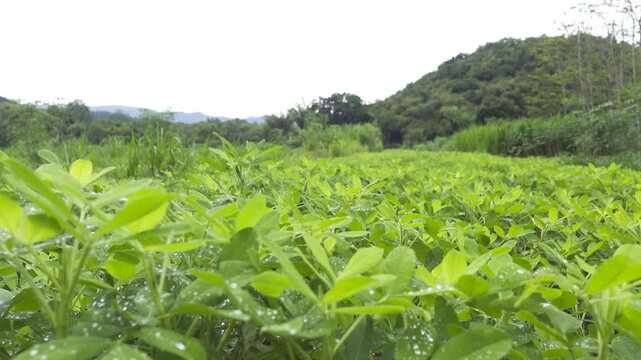Green bean leaves in the morning, dewy bean plants, morning dew on bean leaves. Beans growing in the field