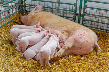 All Piglets Suckling Sow Milk at Animal Farming © markobe