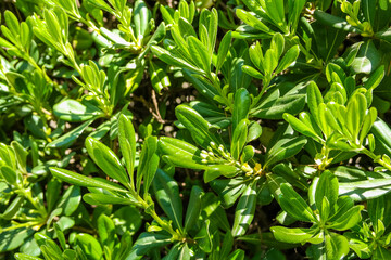 Fototapeta premium A close-up of glossy green leaves showing the dense, lush texture. The leaves are rounded and brightly colored. Hedge