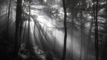 Naklejka premium Sunlit Forest Path: A Monochromatic Masterpiece