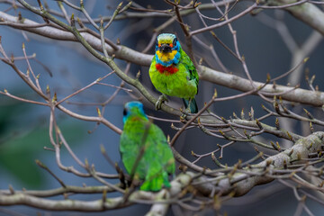 The five-colored bird (Muller's Barbet) is a bird endemic to Taiwan