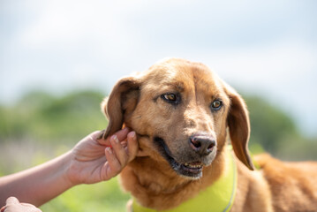 Close up portrait of a yellow rescued dog