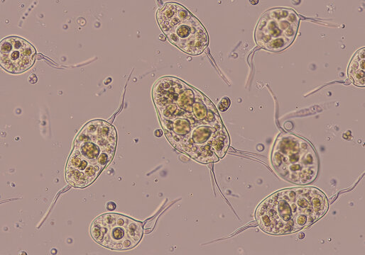 Closeup of Protozoan Microorganisms Under Microscope for Biology and Science Education