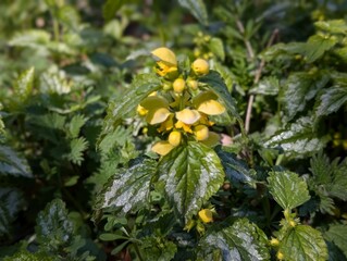 Flowers of variegated Yellow Archangel (Lamium galeobdolon)