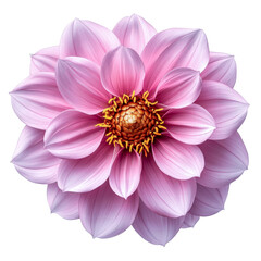 pink dahlia flower bloom - isolated on white background