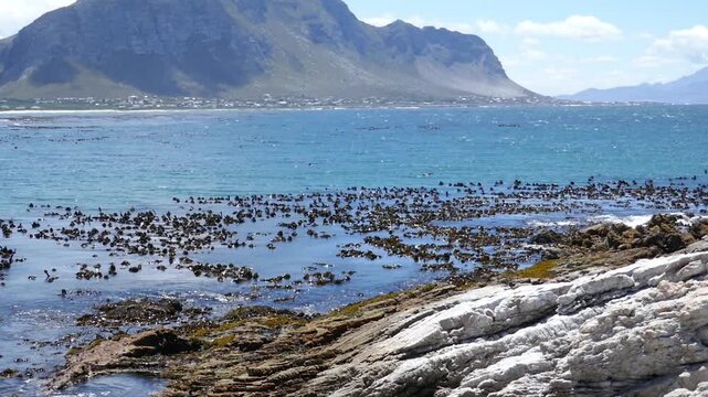 View at Stony Point sanctuary at the Atlantic Ocean coast, Bettys Bay, Western Cape, South Africa.