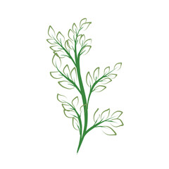 Obraz premium bunch of fresh herbs