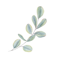 Obraz premium Watercolor eucalyptus branch with pastel blue leaves illustration isolated on white background. Floral evergreen element for wedding stationery, organic product labels, or serene interior decor