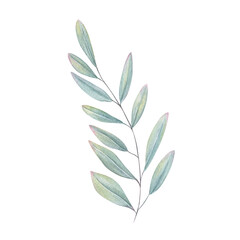 Single sprig with eucalyptus like leaves in mint green and seafoam tones watercolor illustration isolated background. Hand painted plant branch for spa branding, interior decor, organic beauty.