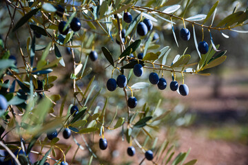 Branch with growing olives on olive tree on mediterranean farm
