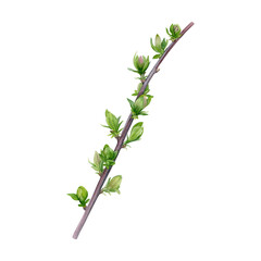 Watercolor of first spring leaves on a branch isolated on a white background. Good for postcards, invitations, greeting cards, wallpaper.
