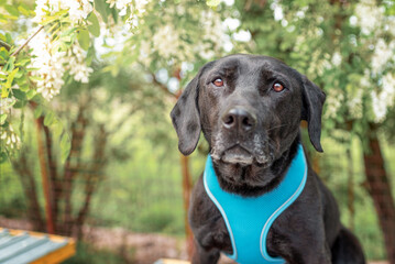 A young black rescue dog in a shelter on the roof of his house is waiting for a reward from a...