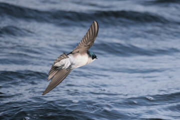 Tree Swallows flying over rough lake eating insects of water surface in spring