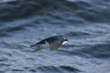 Tree Swallows flying over rough lake eating insects of water surface in spring