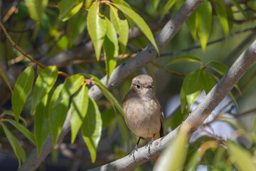 木の枝にとまるジョウビタキの雌