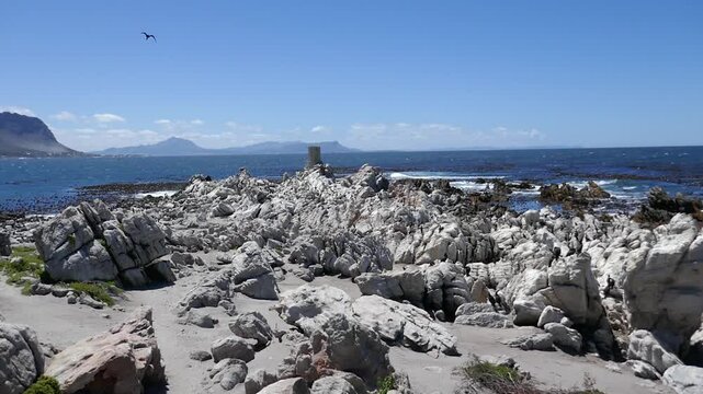 Cormorants at Stony Point in Bettys Bay marine protected area, Western Cape, South Africa.