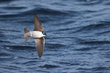 Tree Swallows flying over rough lake eating insects of water surface in spring