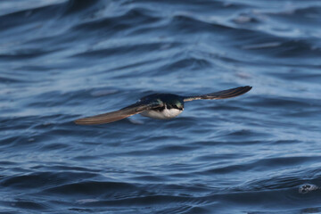 Naklejka premium Tree Swallows flying over rough lake eating insects of water surface in spring