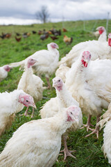 Live chickens free range and organic on a family farm in Vermont, New England, USA. Fresh eggs and poultry for farm to table restaurants.