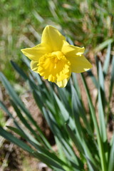 Il giallo fiore del Narciso