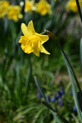 Il giallo fiore del Narciso