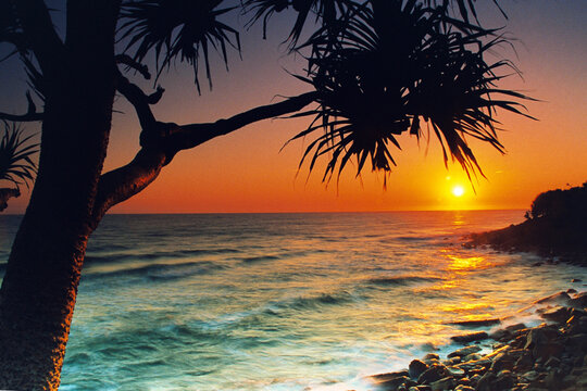 Silhouette of a Pandanus tree on a beach at sunrise, Burleigh Heads, Gold Coast, Queensland, Australia