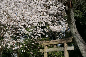 Selbstklebende Fototapeten 鳥居と桜 © Honki_Kumanyan