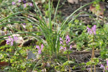 公園の花壇で咲いているホトケノザ