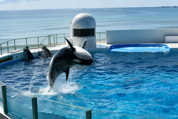 大きなプールで大ジャンプするシャチ © FURISHO