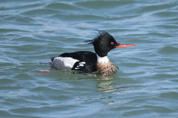 Red Breasted mergansers on lake in spring