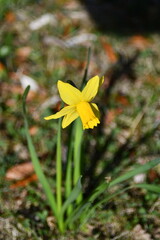 Il giallo fiore del Narciso