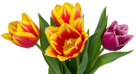 Isolated Tulips Flowers