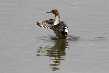 Red Breasted mergansers on lake in spring