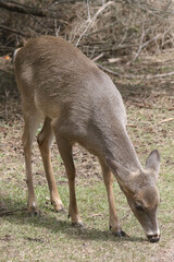 Feeding Wildlife (White Tailed deer) against the rules making unfortunate dependence of wildlife on...