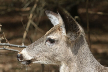 Feeding Wildlife (White Tailed deer) against the rules making unfortunate dependence of wildlife on...