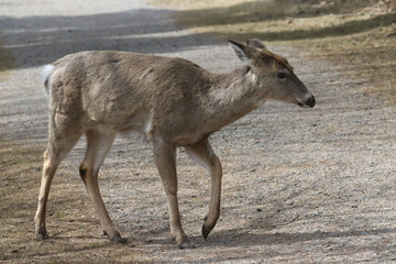 Feeding Wildlife (White Tailed deer) against the rules making unfortunate dependence of wildlife on people for food