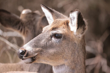 Feeding Wildlife (White Tailed deer) against the rules making unfortunate dependence of wildlife on...
