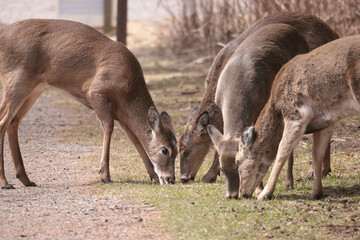Feeding Wildlife (White Tailed deer) against the rules making unfortunate dependence of wildlife on people for food