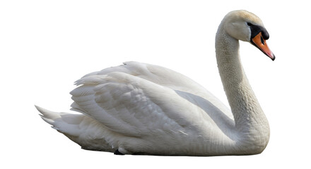 Isolated White Swan