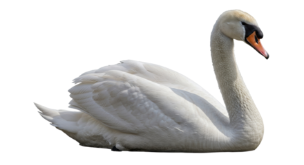 Isolated White Swan