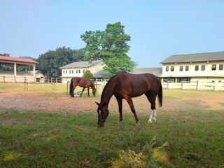 Obraz premium Close up of a brown horse eating grass on a warm morning