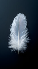 Graceful Simplicity: The Elegance of a Feather in Minimalism