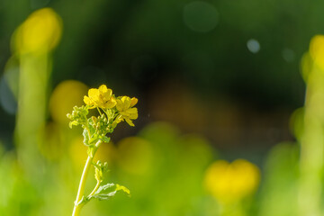 春の日差しに咲く菜の花