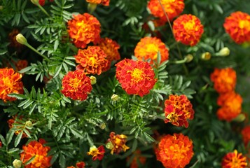 Red and orange tagetes (marigolds) flowering in the garden
