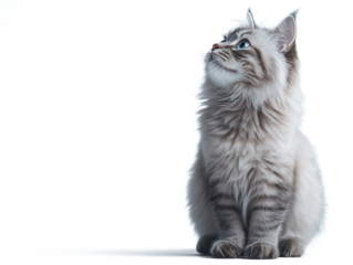 A high-resolution studio photograph of an adorable Persian cat  on a pure white background,