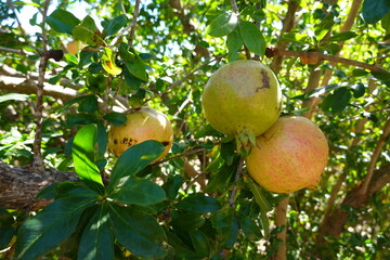 Close-up of three unripe pomegranates on a tree branch with vibrant green leaves under natural sunlight.