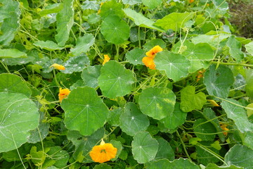 Nasturtium flowers blooming among lush green leaves